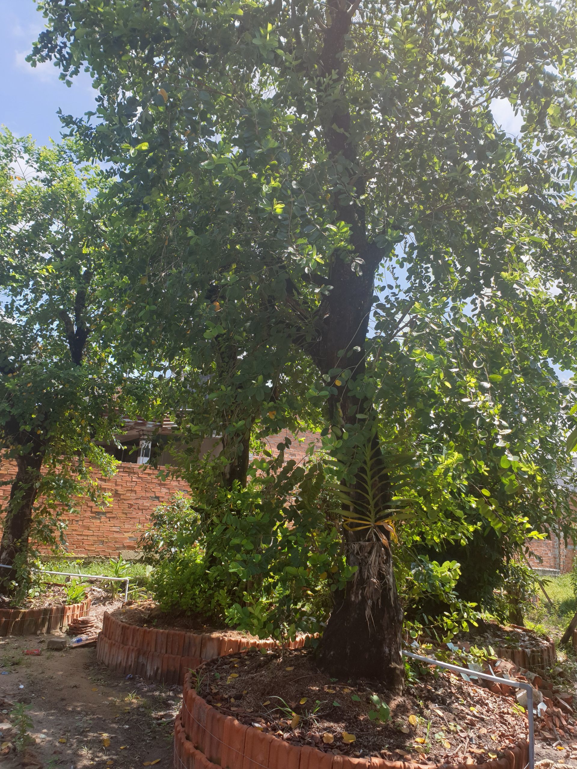 Vườn rau rừng cổ thụ khổng lồ, bán 100 triệu ở Tây Ninh-1