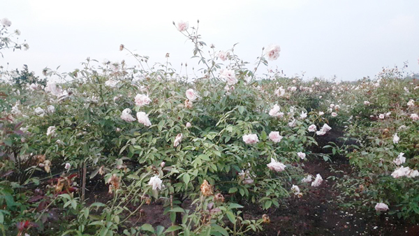 Trồng cây siêu lợi nhuận, người đàn ông Hưng Yên thu tiền mỏi tay-1