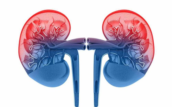 8 nguyên tắc quý hơn vàng để chăm sóc thận: Ai áp dụng được sẽ không lo hỏng thận-1