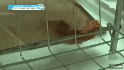 Mẹo hay với cà chua đài SBS Hàn Quốc giới thiệu khiến khán giả mắt chữ O, miệng chữ A-2