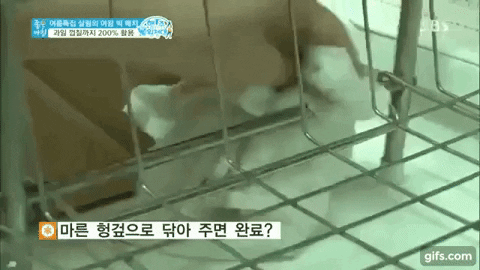 Mẹo hay với cà chua đài SBS Hàn Quốc giới thiệu khiến khán giả mắt chữ O, miệng chữ A-3