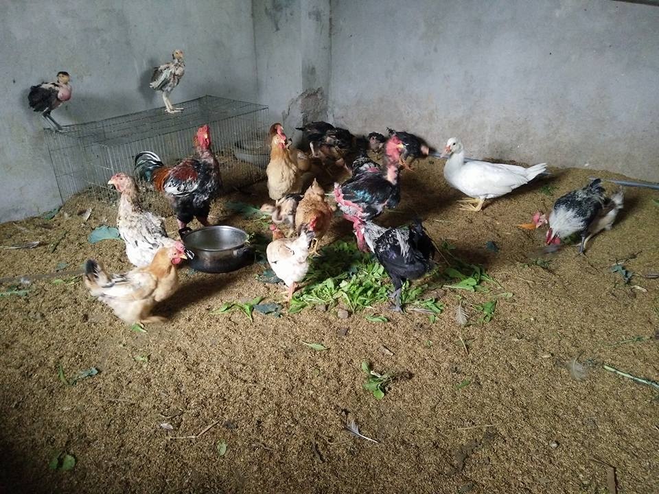 Nông trại trên sân thượng trồng rau, nuôi gà của mẹ đảm Quảng Ninh-6