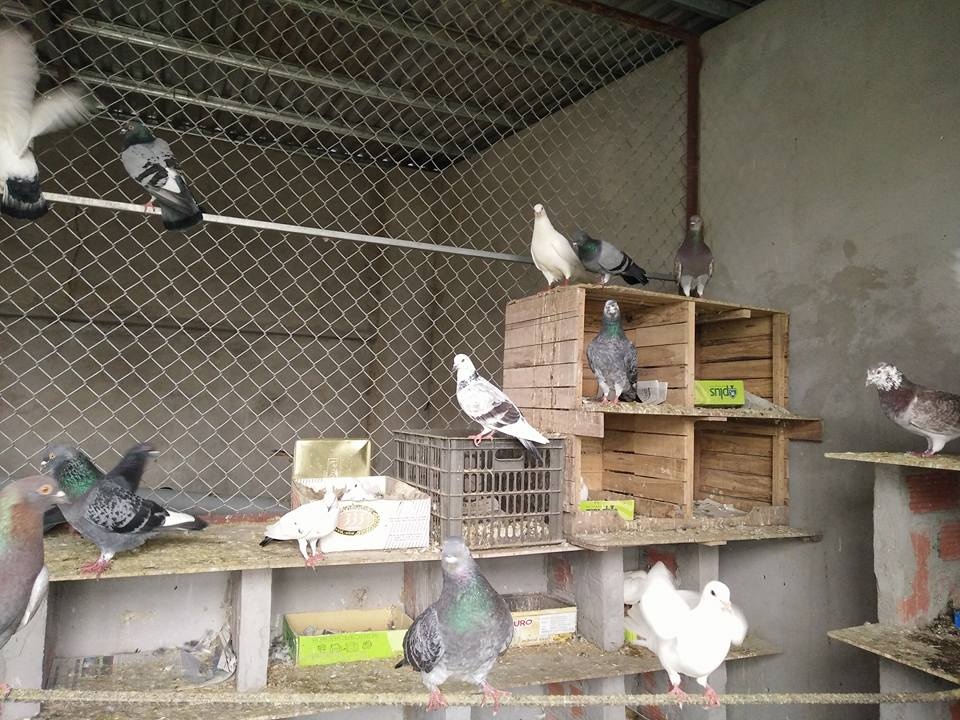 Nông trại trên sân thượng trồng rau, nuôi gà của mẹ đảm Quảng Ninh-7