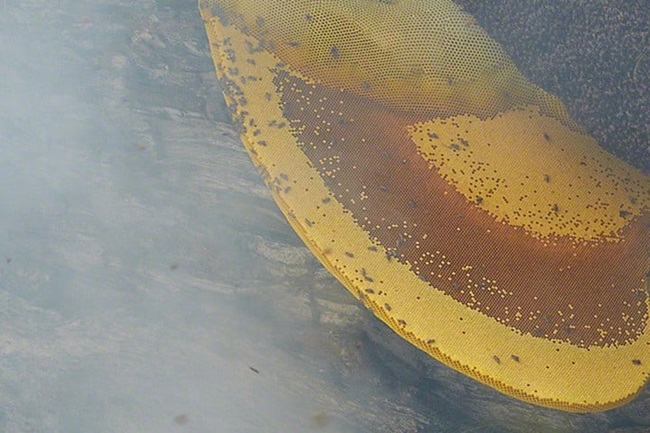 Liều mạng lấy thứ bán 4 triệu/kg, sẩy chân là tan xương nát thịt-7