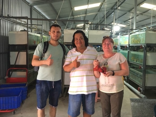 Trai Sài thành nuôi cá dĩa bán sang Tây, có cặp giá như vàng-1