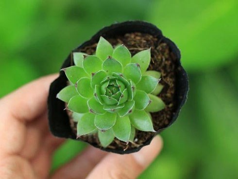6 loại cây vừa hút kiệt bức xạ lại đại phú, đại quý, đặt đâu tiền chảy ngay về đó
