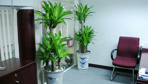 6 loại cây vừa hút kiệt bức xạ lại đại phú, đại quý, đặt đâu tiền chảy ngay về đó-1