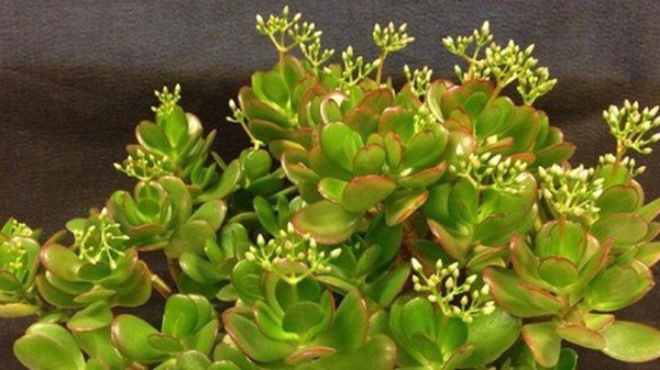 6 loại cây vừa hút kiệt bức xạ lại đại phú, đại quý, đặt đâu tiền chảy ngay về đó-4