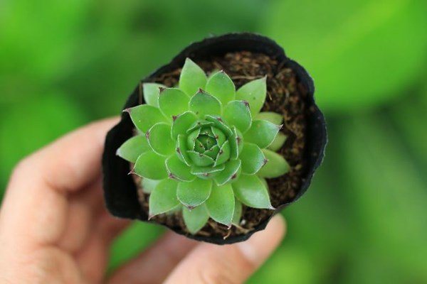 6 loại cây vừa hút kiệt bức xạ lại đại phú, đại quý, đặt đâu tiền chảy ngay về đó-5