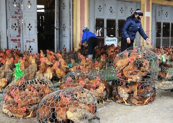 Khốn khổ gà rẻ như rau, lại thêm điềm báo phá sản nguy hiểm-1