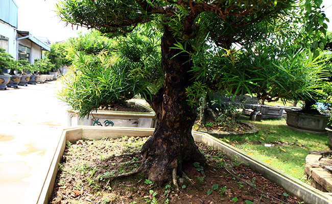 Đột nhập vườn tùng cổ hàng trăm tỷ của đại gia Hưng Yên-14