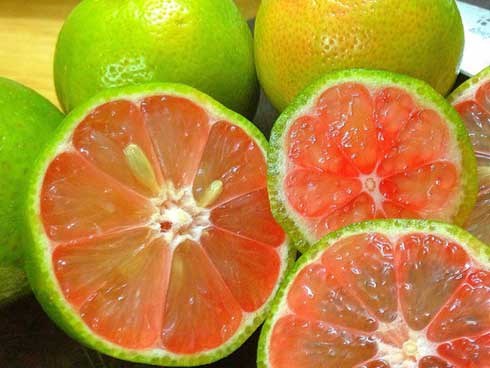 Dùng chanh đào theo cách này là bạn đang rước bệnh thêm mà không hay biết, hãy lập tức dừng ngay lại!
