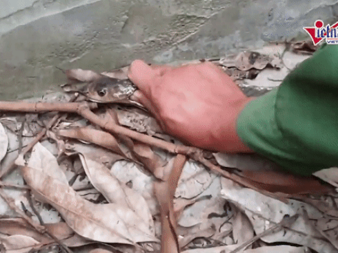 3 người đàn ông bắt sống rắn hổ chúa 5m, nặng 20kg trong toilet-1