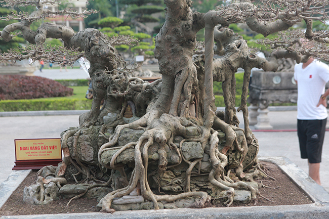 Sanh Ngai vàng đất Việt” mua 10 triệu, sau 15 năm trả vài tỷ không bán-10