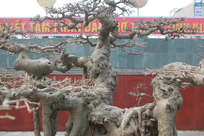 Sanh Ngai vàng đất Việt” mua 10 triệu, sau 15 năm trả vài tỷ không bán-11