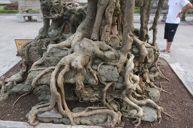 Sanh Ngai vàng đất Việt” mua 10 triệu, sau 15 năm trả vài tỷ không bán-5