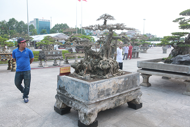 Sanh Ngai vàng đất Việt” mua 10 triệu, sau 15 năm trả vài tỷ không bán-6