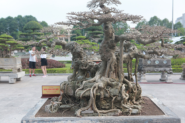 Sanh Ngai vàng đất Việt” mua 10 triệu, sau 15 năm trả vài tỷ không bán-7