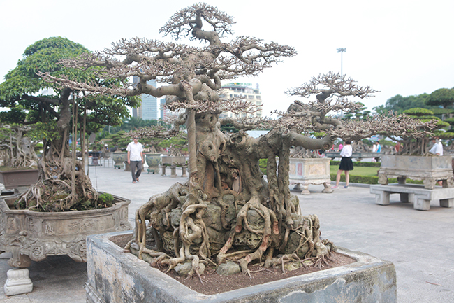 Sanh Ngai vàng đất Việt” mua 10 triệu, sau 15 năm trả vài tỷ không bán-8