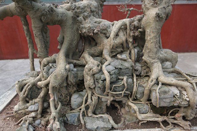 Sanh Ngai vàng đất Việt” mua 10 triệu, sau 15 năm trả vài tỷ không bán-9