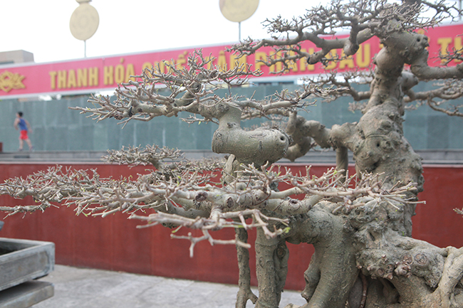 Sanh Ngai vàng đất Việt” mua 10 triệu, sau 15 năm trả vài tỷ không bán-12