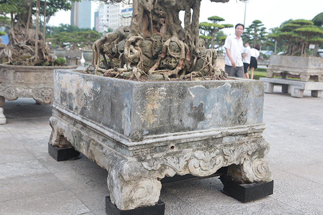 Sanh Ngai vàng đất Việt” mua 10 triệu, sau 15 năm trả vài tỷ không bán-13