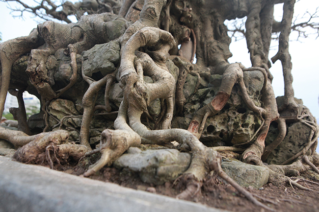 Sanh Ngai vàng đất Việt” mua 10 triệu, sau 15 năm trả vài tỷ không bán-14