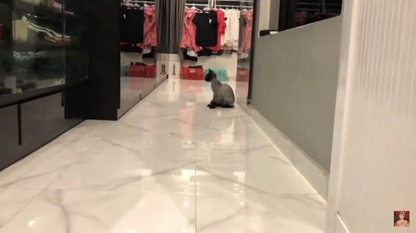 Phòng ngủ của Đàm Vĩnh Hưng, Hồng Nhung xa hoa lộng lẫy, riêng Hoài Linh cực khác biệt-4