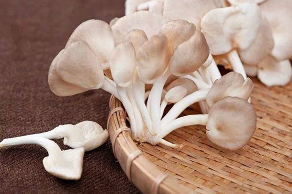 5 loại nấm tốt nhất cho sức khỏe ngừa chất gây ung thư loại 1, giúp trẻ thông minh hơn-2
