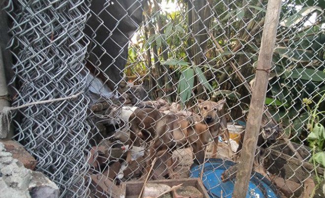 Mẹ của chú rể kém cô dâu 21 tuổi: Tôi bán đàn chó mới có tiền cưới vợ cho con”-3