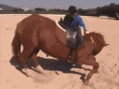 Con ngựa lười nhất thế giới: Hễ ai đòi cưỡi là giả vờ chết