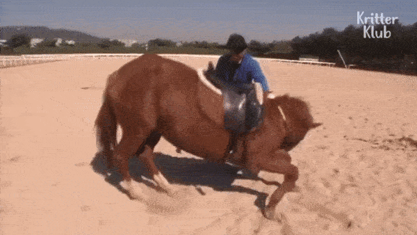 Con ngựa lười nhất thế giới: Hễ ai đòi cưỡi là giả vờ chết-4