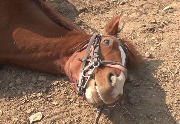 Con ngựa lười nhất thế giới: Hễ ai đòi cưỡi là giả vờ chết-11