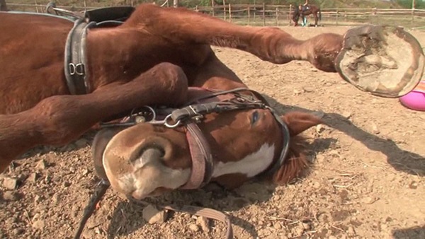 Con ngựa lười nhất thế giới: Hễ ai đòi cưỡi là giả vờ chết-13