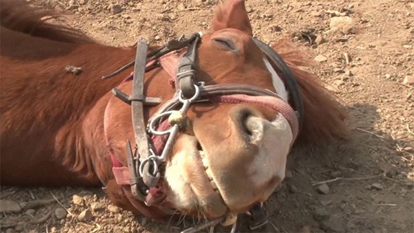 Con ngựa lười nhất thế giới: Hễ ai đòi cưỡi là giả vờ chết-14
