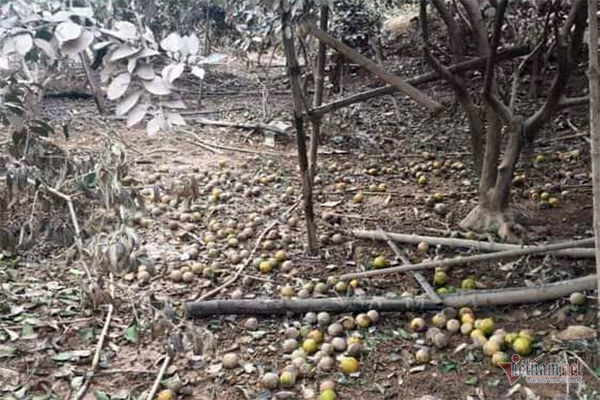 Hàng chục tấn cam đặc sản rụng tả tơi giữa vụ thu hoạch-1