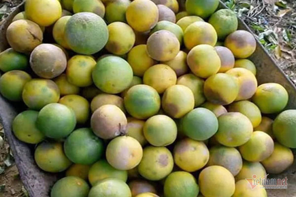 Hàng chục tấn cam đặc sản rụng tả tơi giữa vụ thu hoạch-3