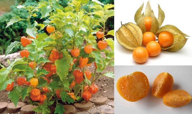 Quả mọc dại ở Việt Nam được bày bán sang chảnh ở siêu thị nước ngoài-3
