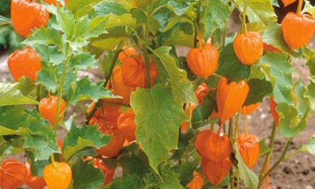 Quả mọc dại ở Việt Nam được bày bán sang chảnh ở siêu thị nước ngoài-7