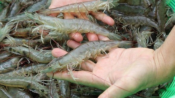 Người bán hàng tiết lộ cách đơn giản nhất để nhận biết tôm bơm tạp chất thạch rau câu-2