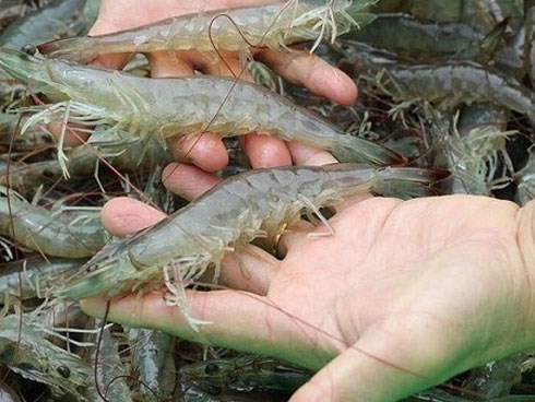 Người bán hàng tiết lộ cách đơn giản nhất để nhận biết tôm bơm tạp chất thạch rau câu