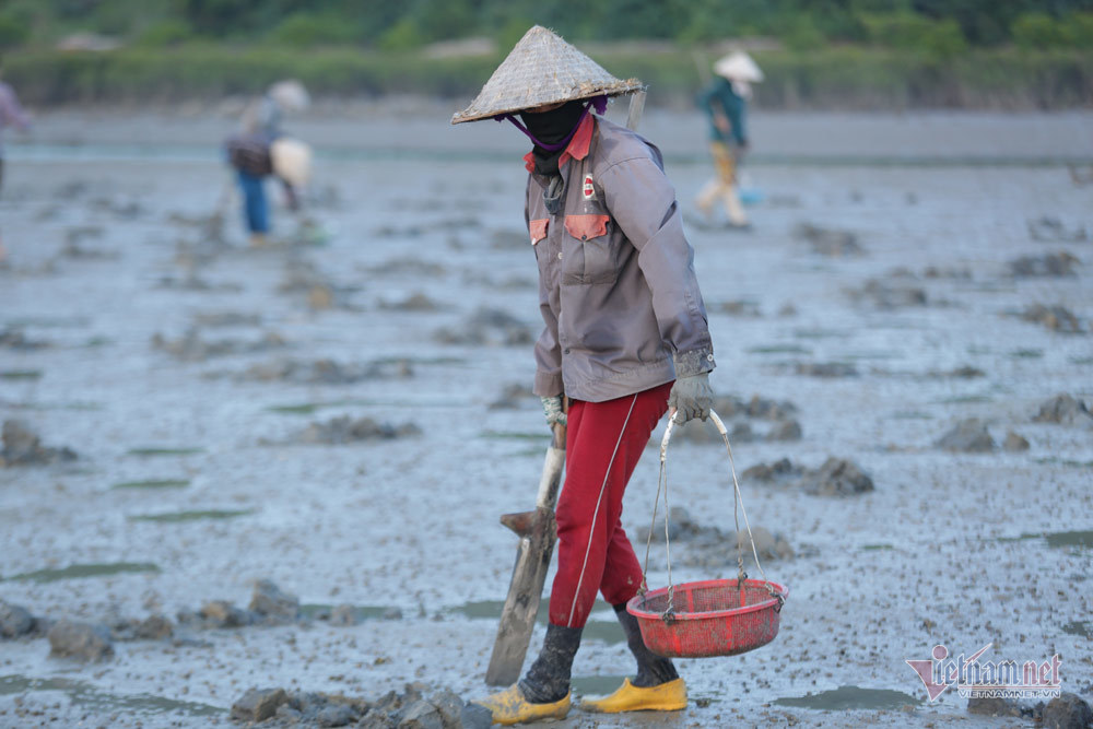 Đội nắng vác mai đi đào vàng biển, mỗi ngày thu tiền triệu-1