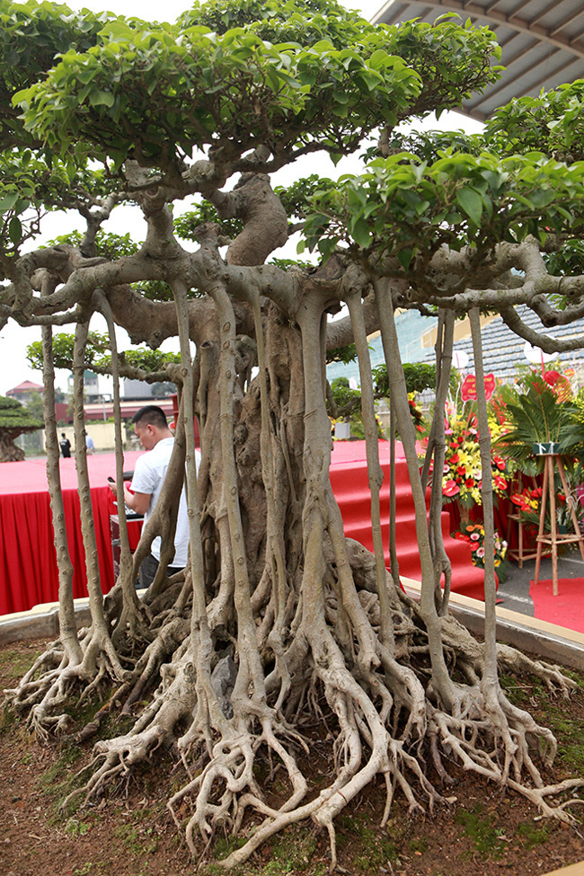 Cây sanh cổ 450 tỷ, báu vật để đời hay đại gia chém gió-12