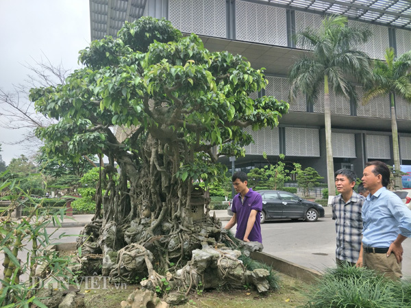 Cây sanh cổ 450 tỷ, báu vật để đời hay đại gia chém gió-23