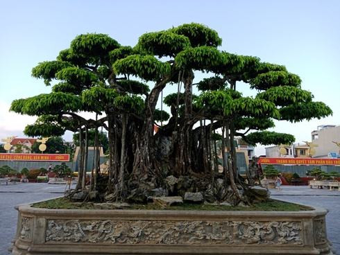 Mua cây sanh cổ quá cao, cắt làm đôi tạo thành 2 cây bán gần 20 tỷ-16