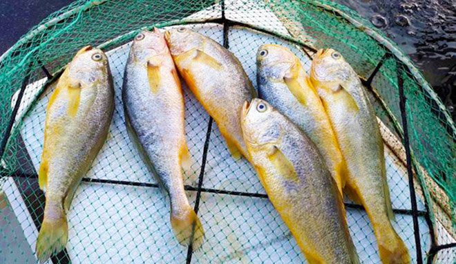 Mẹ chồng rán cá bị nát, dâu đảm chỉ cách rán vàng giòn, không dính chảo khiến bà tâm phục-1