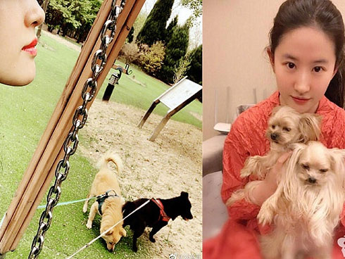 Bất ngờ về danh tính người đàn ông thần tiên tỷ tỷ Lưu Diệc Phi muốn lấy làm chồng vào 8 năm trước-6