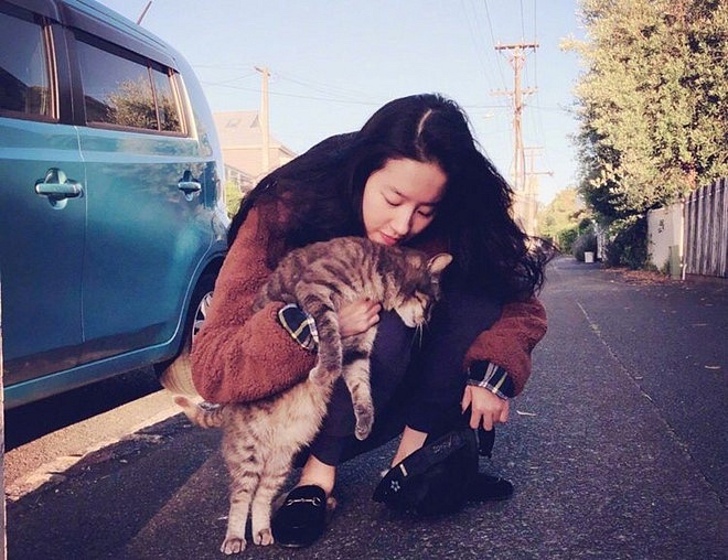 Lưu Diệc Phi và cuộc sống bên hàng chục chú mèo-5
