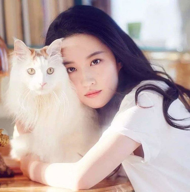 Lưu Diệc Phi và cuộc sống bên hàng chục chú mèo-1