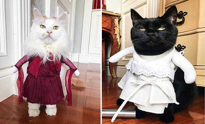 Lưu Diệc Phi và cuộc sống bên hàng chục chú mèo-8